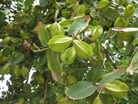 Terminalia arjuna